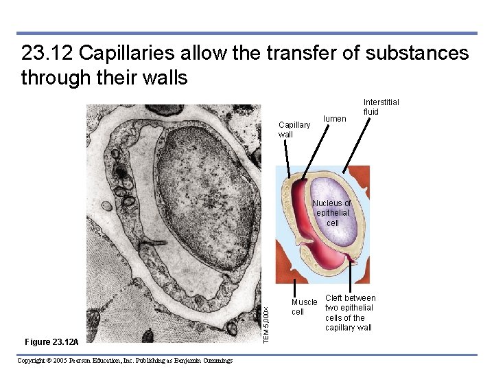 23. 12 Capillaries allow the transfer of substances through their walls Capillary wall Iumen