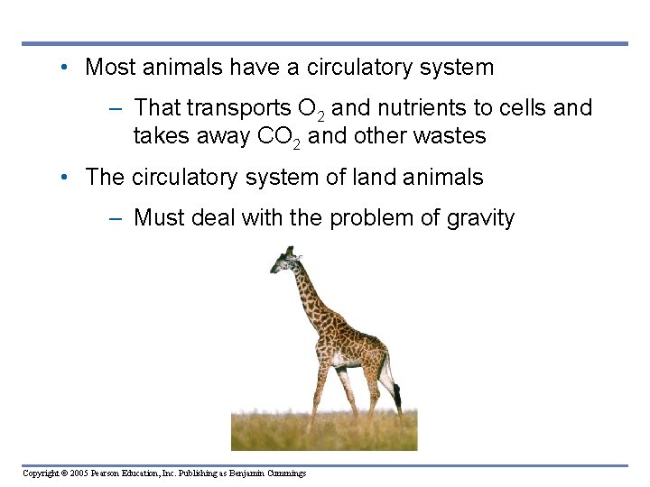  • Most animals have a circulatory system – That transports O 2 and