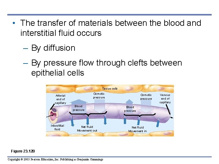  • The transfer of materials between the blood and interstitial fluid occurs –