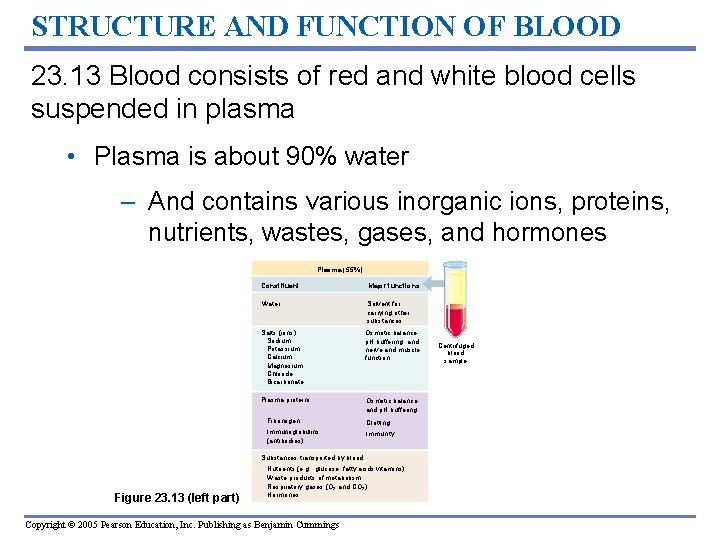 STRUCTURE AND FUNCTION OF BLOOD 23. 13 Blood consists of red and white blood