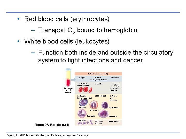  • Red blood cells (erythrocytes) – Transport O 2 bound to hemoglobin •