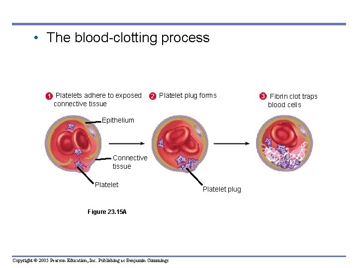  • The blood-clotting process 1 Platelets adhere to exposed 2 Platelet plug forms
