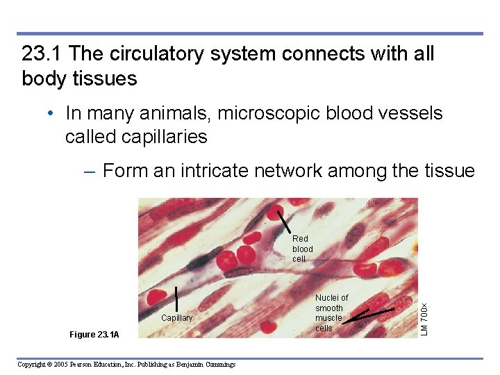 23. 1 The circulatory system connects with all body tissues • In many animals,