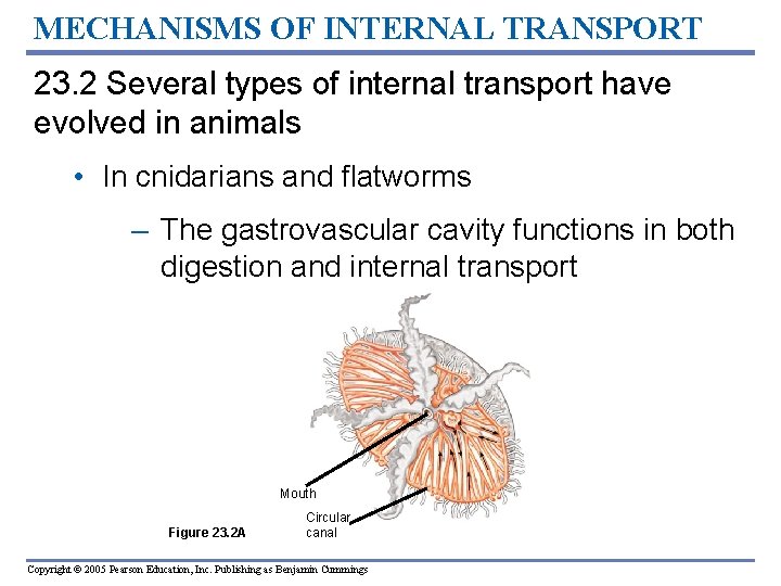 MECHANISMS OF INTERNAL TRANSPORT 23. 2 Several types of internal transport have evolved in
