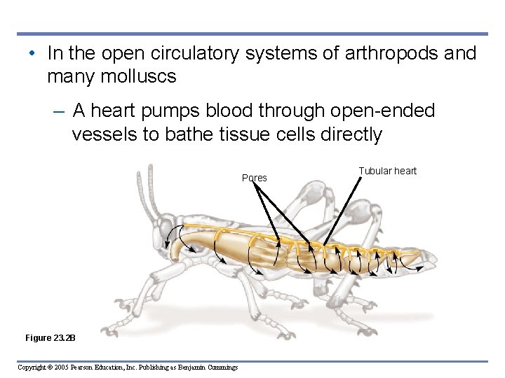  • In the open circulatory systems of arthropods and many molluscs – A