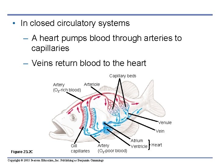  • In closed circulatory systems – A heart pumps blood through arteries to