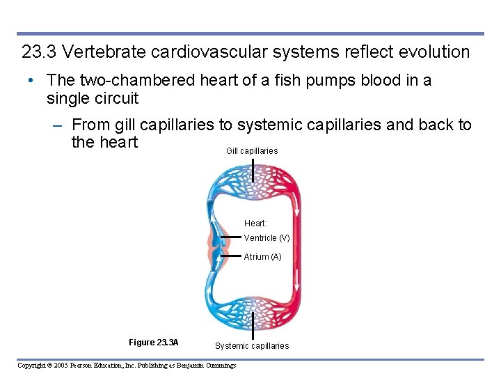 23. 3 Vertebrate cardiovascular systems reflect evolution • The two-chambered heart of a fish
