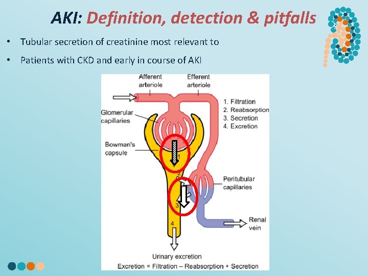 AKI: Definition, detection & pitfalls • Tubular secretion of creatinine most relevant to •