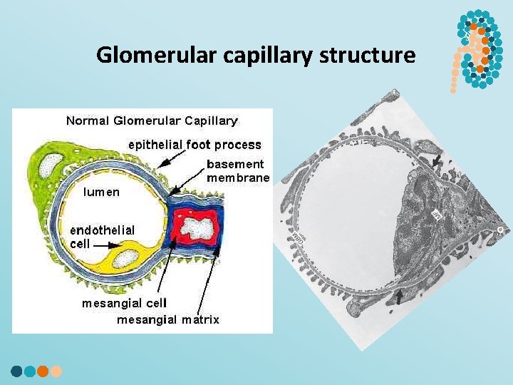 Glomerular capillary structure § 