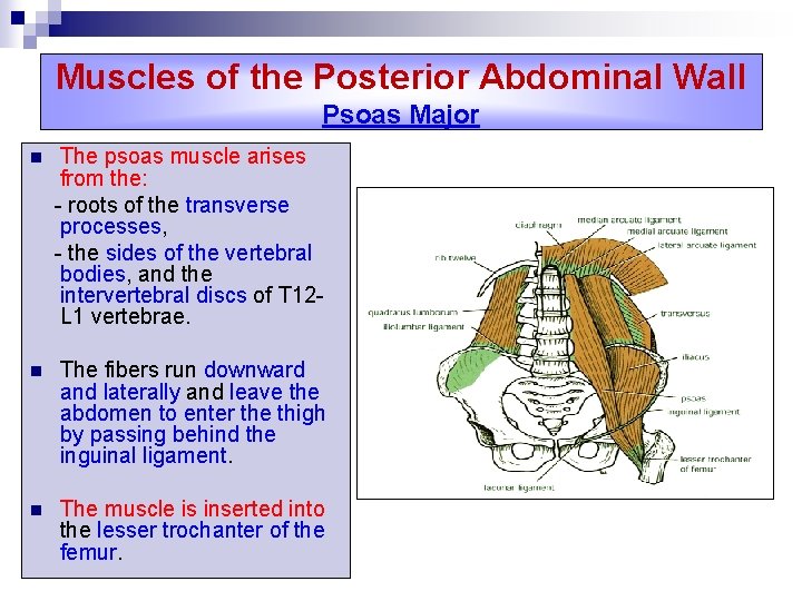 Muscles of the Posterior Abdominal Wall Psoas Major n The psoas muscle arises from