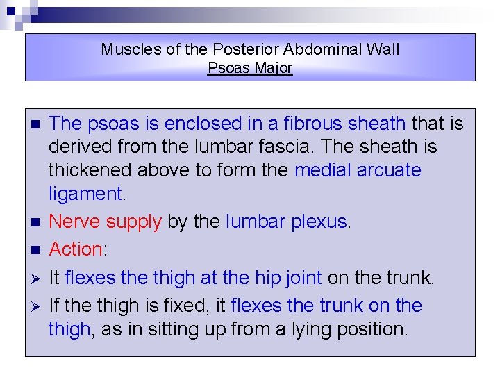 Muscles of the Posterior Abdominal Wall Psoas Major n n n Ø Ø The