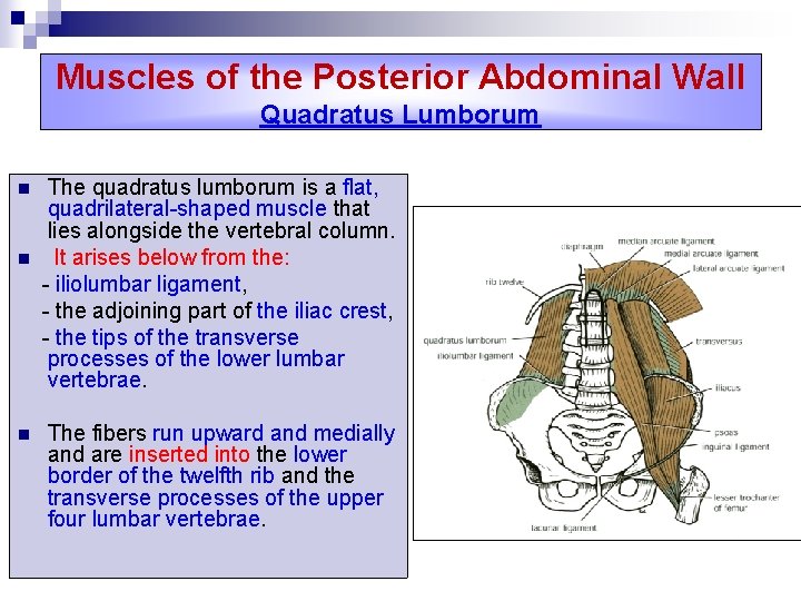 Muscles of the Posterior Abdominal Wall Quadratus Lumborum n n n The quadratus lumborum