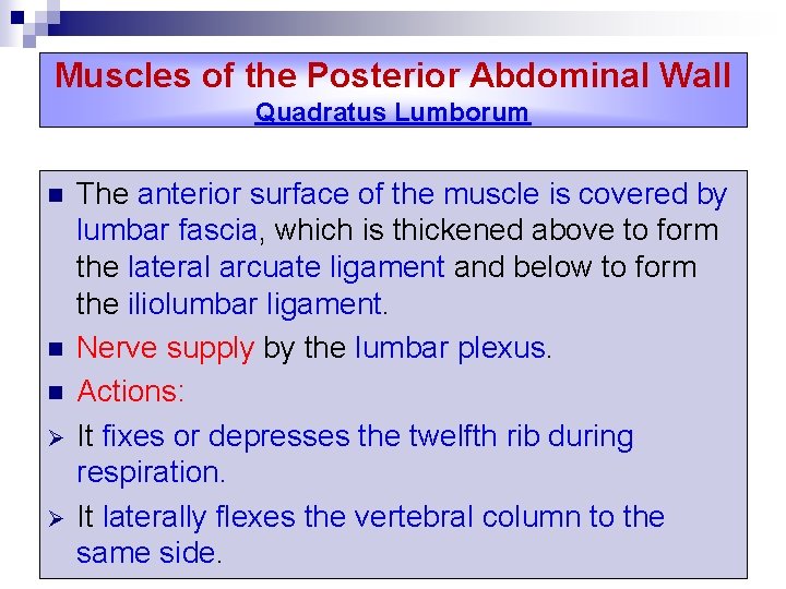 Muscles of the Posterior Abdominal Wall Quadratus Lumborum n n n Ø Ø The