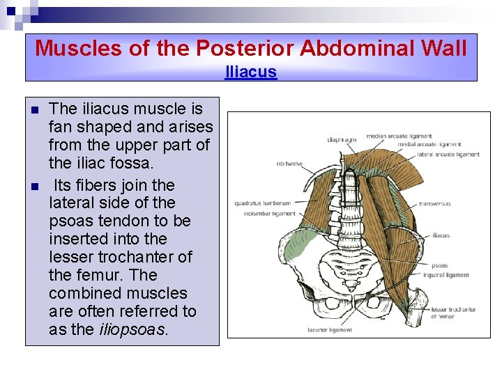 Muscles of the Posterior Abdominal Wall Iliacus n n The iliacus muscle is fan