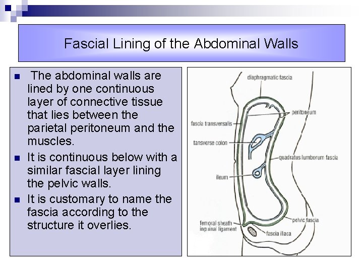 Fascial Lining of the Abdominal Walls n n n The abdominal walls are lined