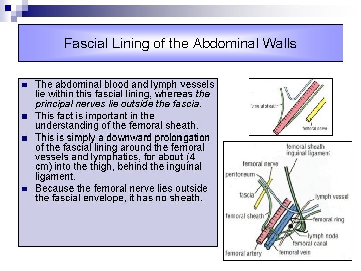 Fascial Lining of the Abdominal Walls n n The abdominal blood and lymph vessels