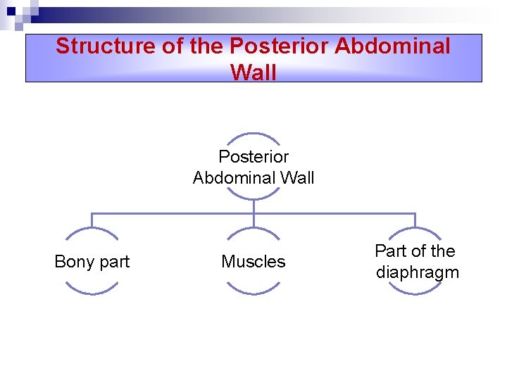 Structure of the Posterior Abdominal Wall Bony part Muscles Part of the diaphragm 