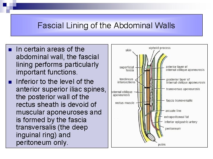 Fascial Lining of the Abdominal Walls n n In certain areas of the abdominal