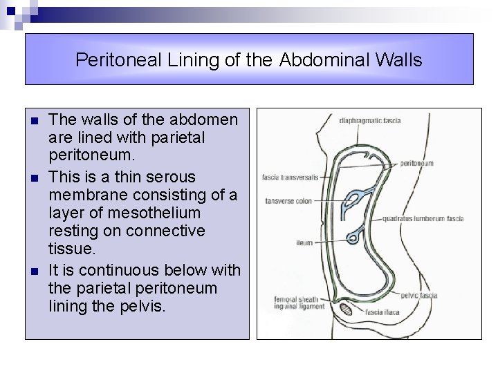 Peritoneal Lining of the Abdominal Walls n n n The walls of the abdomen