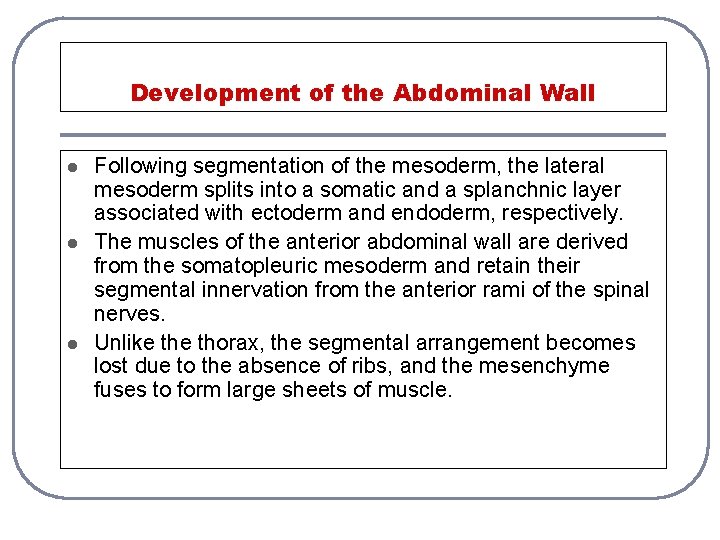 Development of the Abdominal Wall l Following segmentation of the mesoderm, the lateral mesoderm