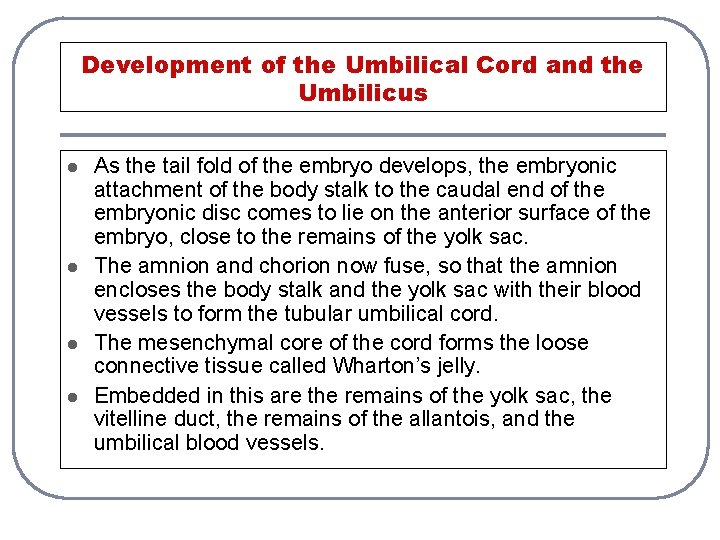 Development of the Umbilical Cord and the Umbilicus l l As the tail fold