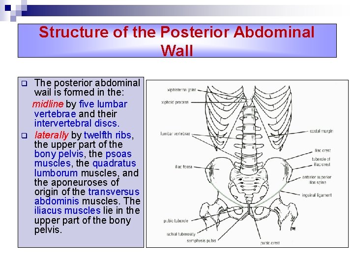Structure of the Posterior Abdominal Wall q q The posterior abdominal wail is formed