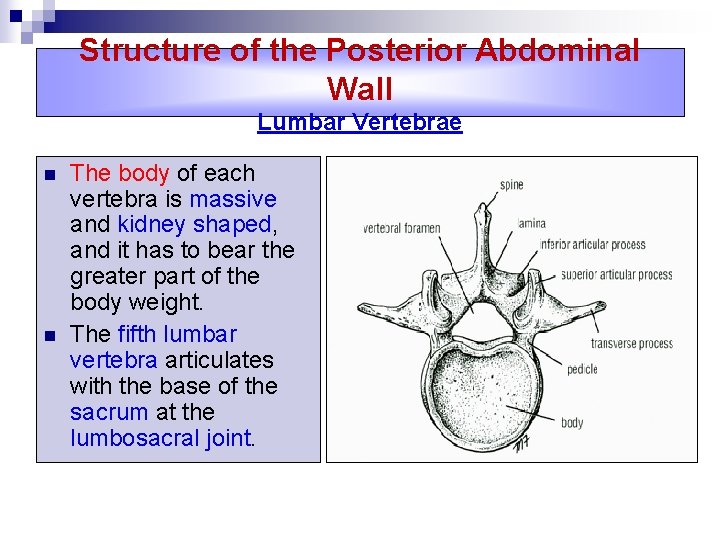 Structure of the Posterior Abdominal Wall Lumbar Vertebrae n n The body of each