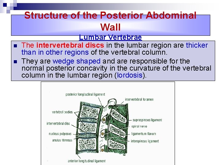 Structure of the Posterior Abdominal Wall n n Lumbar Vertebrae The intervertebral discs in