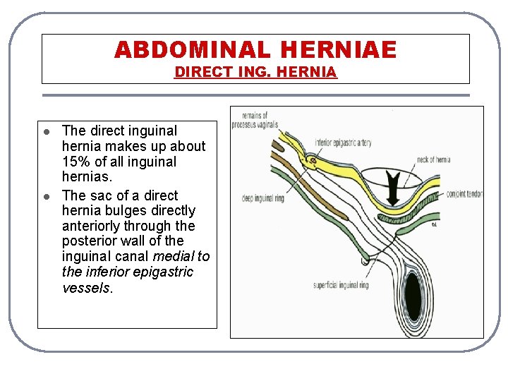 ABDOMINAL HERNIAE DIRECT ING. HERNIA l l The direct inguinal hernia makes up about