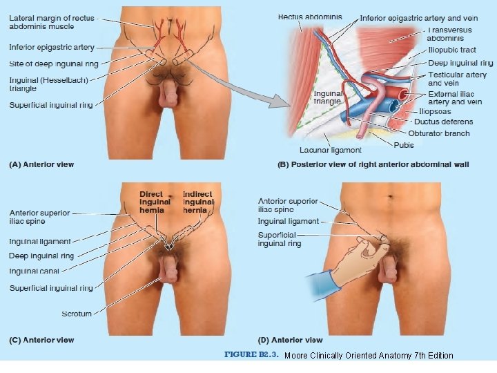 Moore Clinically Oriented Anatomy 7 th Edition 