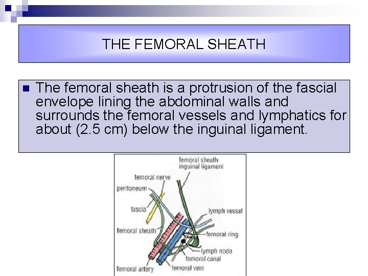 THE FEMORAL SHEATH n The femoral sheath is a protrusion of the fascial envelope