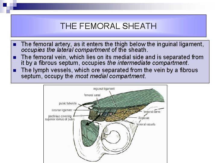 THE FEMORAL SHEATH n n n The femoral artery, as it enters the thigh