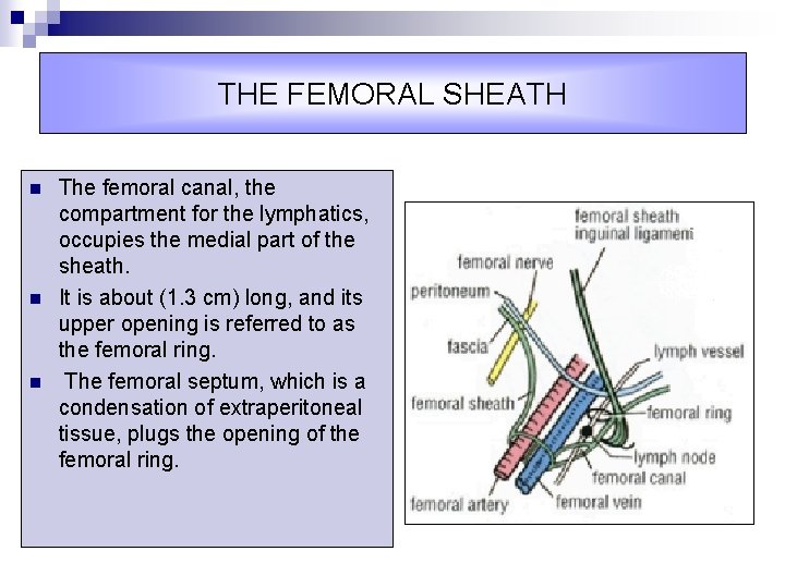 THE FEMORAL SHEATH n n n The femoral canal, the compartment for the lymphatics,