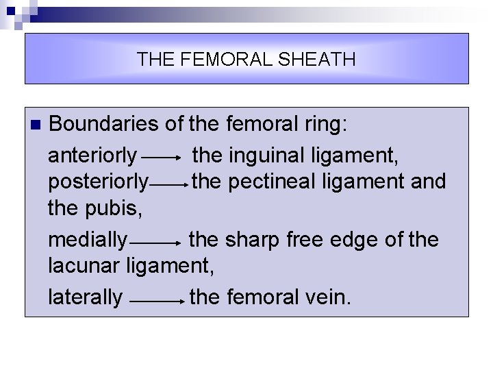 THE FEMORAL SHEATH n Boundaries of the femoral ring: anteriorly the inguinal ligament, posteriorly