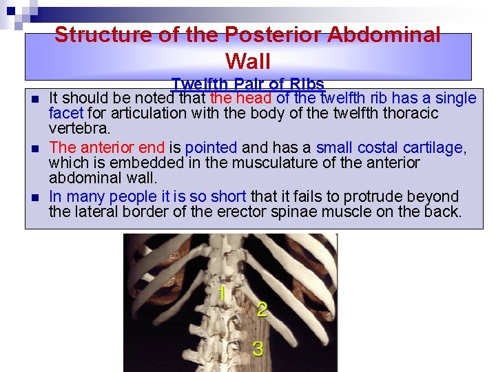 Structure of the Posterior Abdominal Wall n n n Twelfth Pair of Ribs It