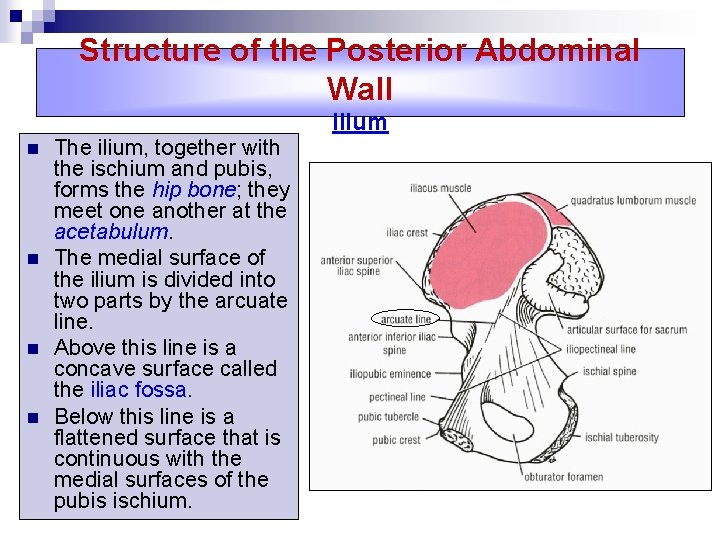 Structure of the Posterior Abdominal Wall n n The ilium, together with the ischium