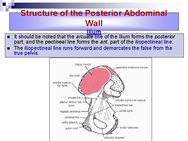 Structure of the Posterior Abdominal Wall n n Ilium It should be noted that
