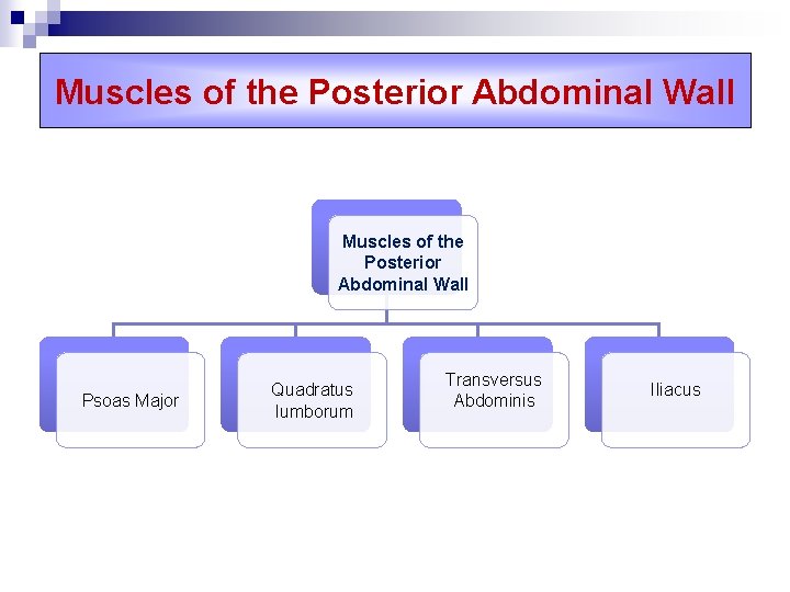 Muscles of the Posterior Abdominal Wall Psoas Major Quadratus lumborum Transversus Abdominis Iliacus 