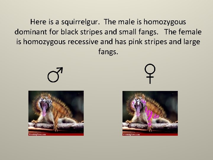 Here is a squirrelgur. The male is homozygous dominant for black stripes and small
