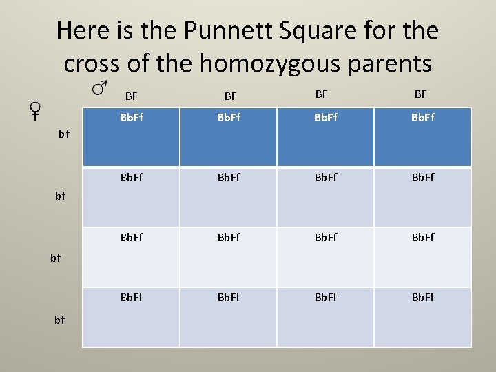 Here is the Punnett Square for the cross of the homozygous parents BF BF