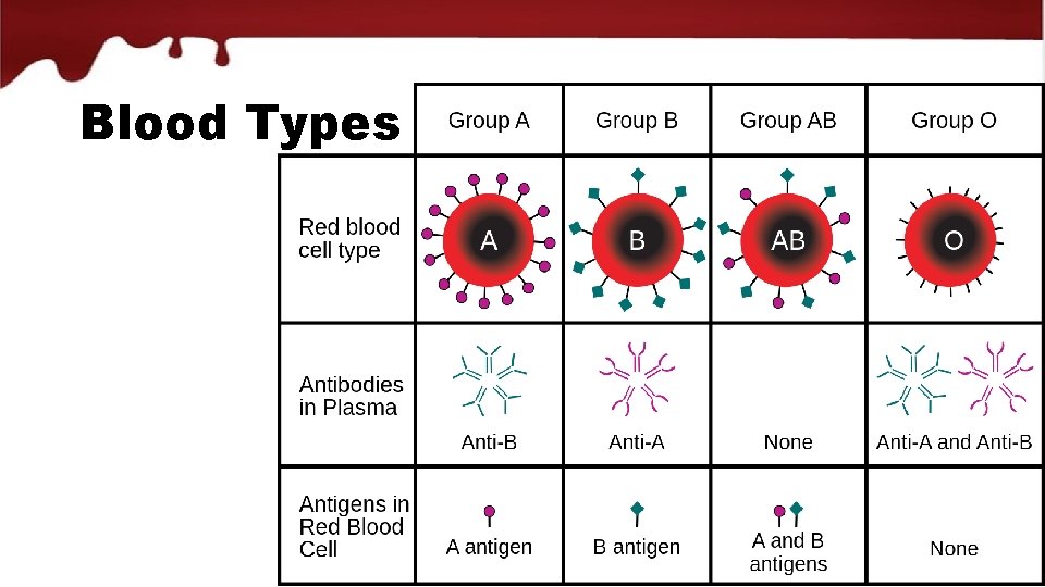 Blood Types 