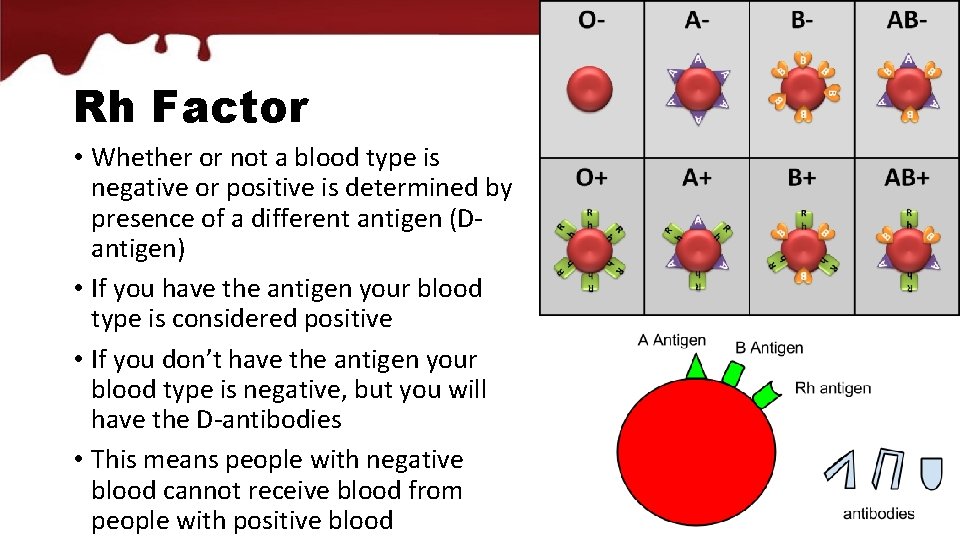 Rh Factor • Whether or not a blood type is negative or positive is