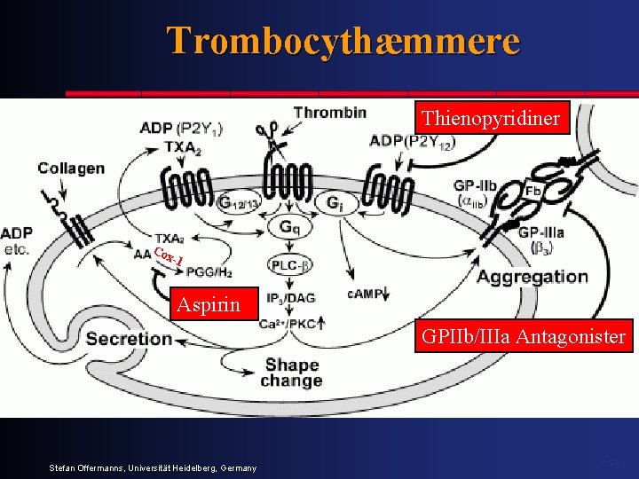 Trombocythæmmere Thienopyridiner Co x- 1 Aspirin GPIIb/IIIa Antagonister Stefan Offermanns, Universität Heidelberg, Germany 1350