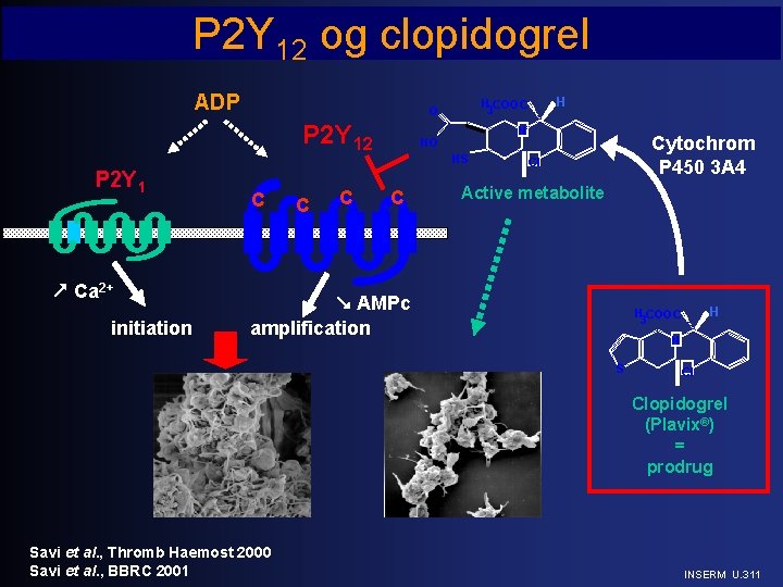 P 2 Y 12 og clopidogrel ADP P 2 Y 12 P 2 Y