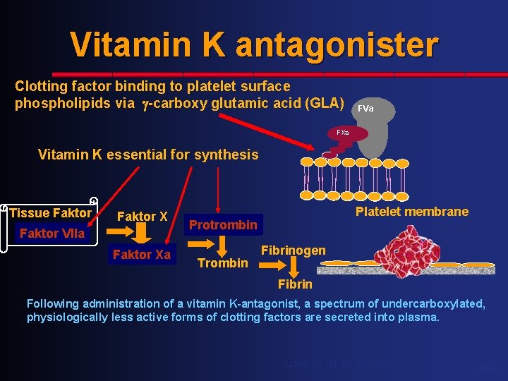 Vitamin K antagonister Clotting factor binding to platelet surface phospholipids via -carboxy glutamic acid