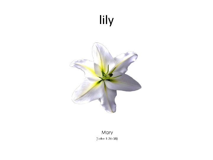 lily 