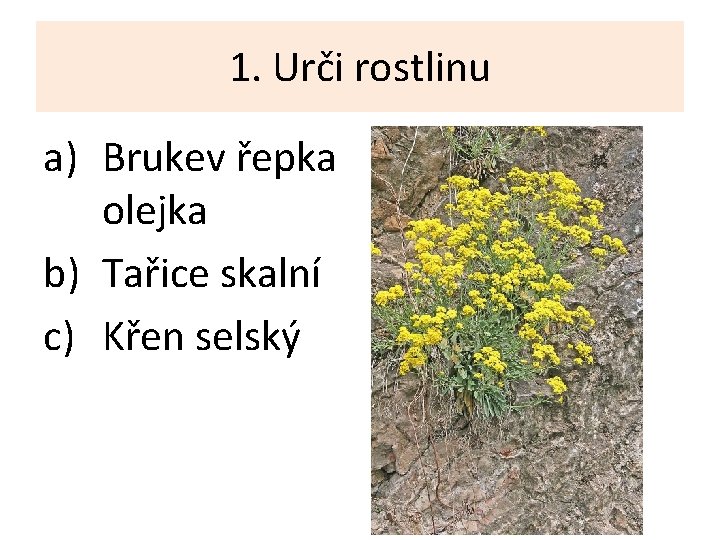 1. Urči rostlinu a) Brukev řepka olejka b) Tařice skalní c) Křen selský 