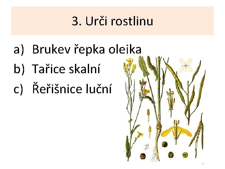 3. Urči rostlinu a) Brukev řepka olejka b) Tařice skalní c) Řeřišnice luční 