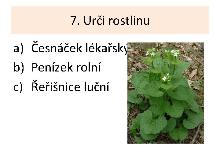 7. Urči rostlinu a) Česnáček lékařský b) Penízek rolní c) Řeřišnice luční 