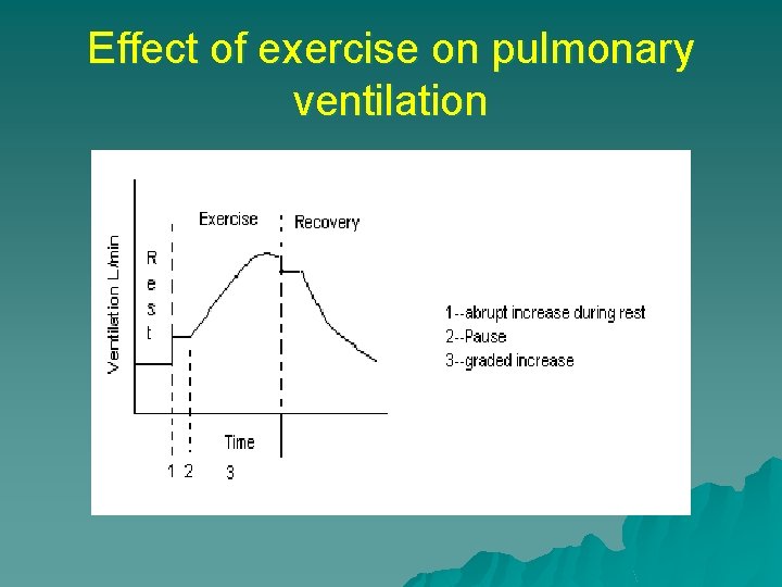Effect of exercise on pulmonary ventilation 